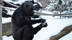Legraní je pozorovat reakce goril, kdy je sníh zane studit.