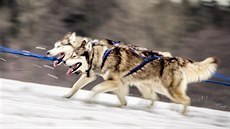 20. ro�ník závodu psích sp�e�ení �edivá�k�v long.