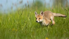 Lika obecná (Vulpes vulpes). Mladá lika uhánjící tryskem ve vysoké tráv....