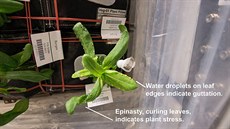 Rostlinka cínie pi pstování na ISS vykazuje známky stresu. Jednak jsou to...