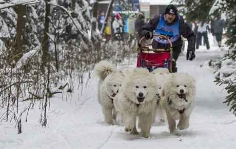 Musher Vojtch Nmec se svými psy.