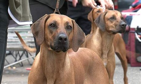 Rhodéský ridgeback pvodn pochází z Afriky. V minulosti obstarával hlídání hospodáství ped lvy. Ilustraní snímek