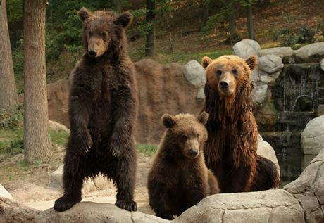 Medvdice Kamatka pivedla v brnnské zoo na svt mláata u ped tymi lety,...