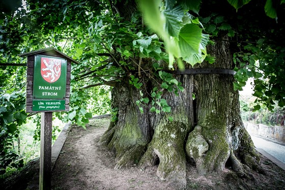 Památná lípa v Tatobitech dosáhla v Česku na titul Strom roku 2015. Nyní bojuje o titul Evropský strom roku 2016.