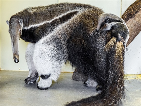 Praská zoo se teprve 20. ledna 2016 dokala narození prvního mládte...