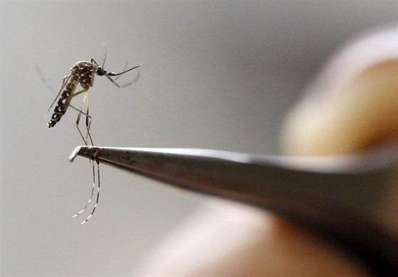 Komár druhu Aedes aegypti, který přenáší celou řadu onemocnění od malárie po...
