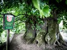 Tatobitsk lpa bude usilovat o ocenn Evropsk strom roku 2016 v konkurenci...