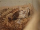 Prvn� leto�n� p��r�stek v jihlavsk� zoo je ko�ka pou�tn�