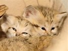 Mláďata kočky pouštní v jihlavské zoologické zahradě. Narodila se sice už na...