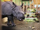 Nosoroí samika Maruka z plzeské zoologické zahrady oslavila druhé...