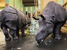 Nosoro��� sami�ka Maru�ka (vlevo) z plze�sk� zoologick� zahrady oslavila druh�...