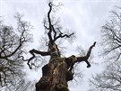 Oldichv dub v obci Peruc patí k naim nejpamátnjím stromm.