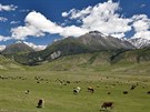 Pastva v horách u hranic s Kazachstánem