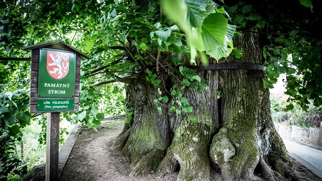 Tatobitská lípa bude usilovat o ocenění Evropský strom roku 2016 v konkurenci čtrnácti stromů.