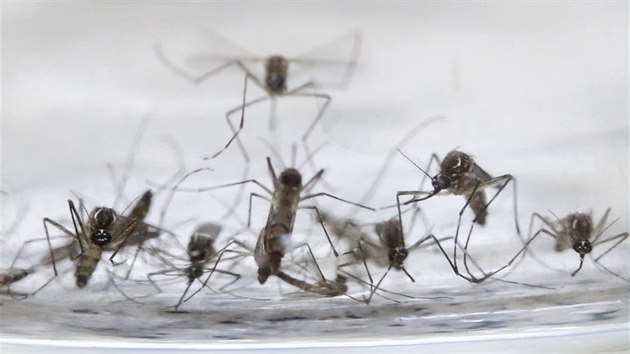 Virus zika pen komr druhu Aedes aegypti.