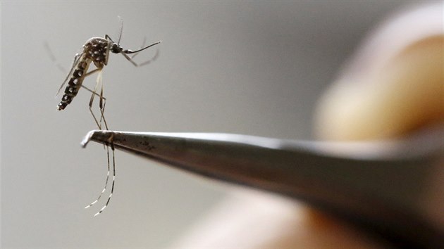 Komr druhu Aedes aegypti, kter pen celou adu onemocnn od malrie po virus zika. Ron je nepmo odpovdn za nkolik milion mrt.
