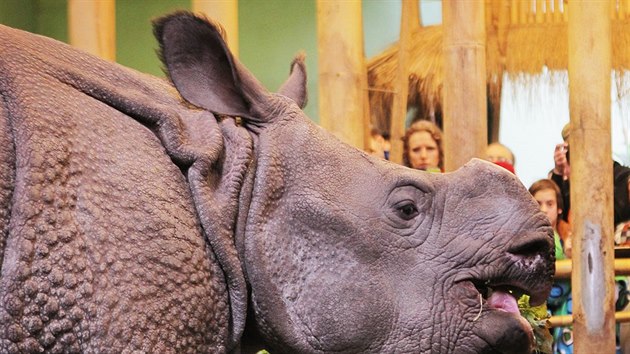 Nosorožčí samička Maruška z plzeňské zoologické zahrady oslavila druhé narozeniny. (2. února 2016)
