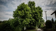 Památná lípa v Tatobitech dosáhla v esku na titul Strom roku 2015. Nyní bojuje o titul Evropský strom roku 2016.