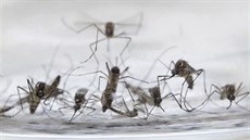 Virus zika penáí komár druhu Aedes aegypti.