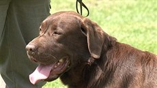 Labradorský retriever