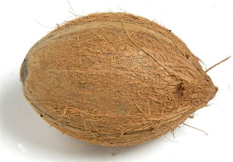 Kokosov oech (Ilustran snmek)