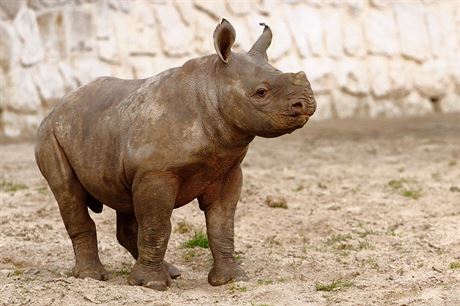 Jedno ze dvou mlat nosoroc ernch, kter se loni narodila ve dvorsk zoo. 