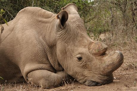 Sdn z dvorsk zoo, posledn samec vzcnho severnho blho nosoroce na...