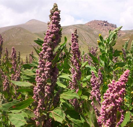 Merlk ilsk neboli quinoa (Chenopodium quinoa) je domovem v Jin Americe.