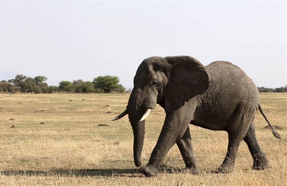 Slon africký v tanzanském národním parku Serengeti