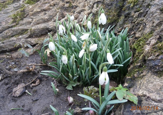 V Klení pod erchovem u kvetou snenky (14. 2. 2016)