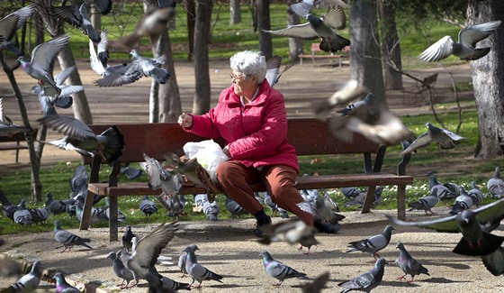 K pemnoení holub pispívají lidé, kteí je krmí. Ilustraní snímek