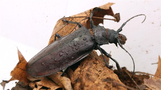 Moravtí vdci získali exemplá nejvtího brouka na svt titána obrovského, který má na délku zhruba 15 centimetr. Tým biolog ho odchytil v detném pralese ve Francouzské Guyan.