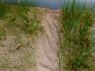 Tráva vyrostla i v istém písku. Vlevo kostavy, vpravo jílky.