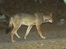 Fotopasti šumavského národního parku zachytily v roce 2015 opakovaně vlka.