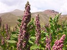 Merlk ilsk neboli quinoa (Chenopodium quinoa) je domovem v Jin Americe.