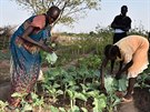 Lidé v Jiním Súdánu se uí pstovat zeleninu v komunitních zahrádkách.