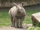 Osmimsn Elika, mld nosoroce ernho
