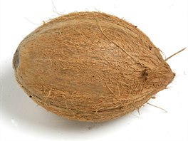 Kokosov oech (Ilustran snmek)