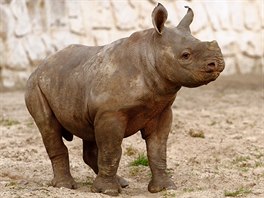 Jedno ze dvou mlat nosoroc ernch, kter se loni narodila ve dvorsk zoo. 