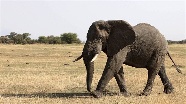 Slon africk v tanzanskm nrodnm parku Serengeti