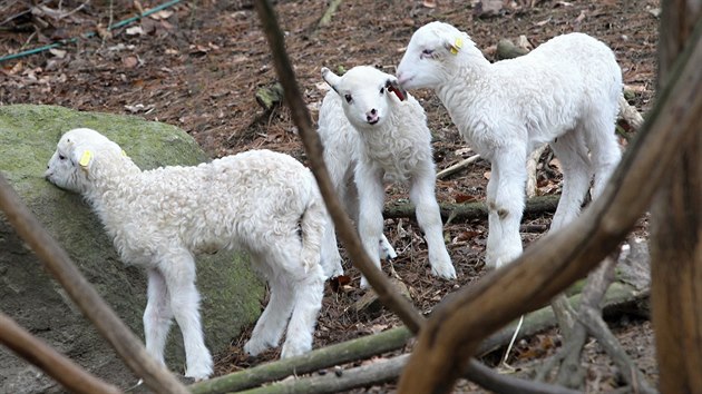 Zatmco v jihlavskm medvdinci ekaj na potomka marn u nkolik let, ve vbhu ovce valask se prv v tchto dnech prohnj ti mlata.