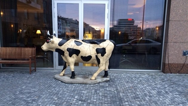 Kráva před hotelem Holiday Inn u Kongresového centra.