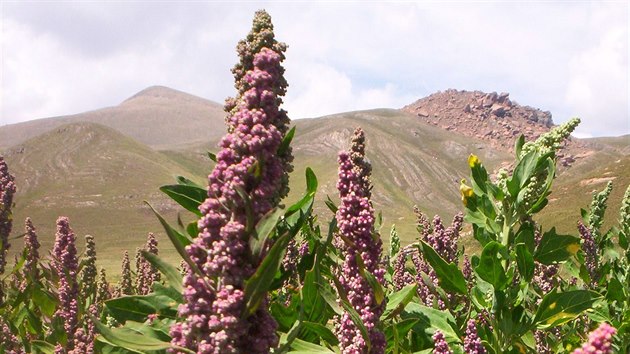 Merlk ilsk neboli quinoa (Chenopodium quinoa) je domovem v Jin Americe.