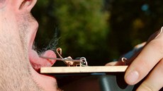 Jazyk v pasti na my�i