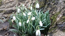 V Klen�í pod �erchovem u� kvetou sn�enky (14. 2. 2016)