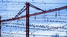 V Pardubicích mají havrani a kavky pod dohledem nádra�í.