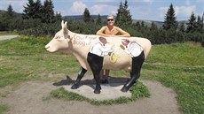 Kráva u krkonoské Chalupy na Rozcestí v nadmoské výce výce 1349 metr.