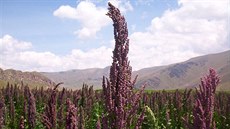 Merlík �ilský neboli quinoa (Chenopodium quinoa) je domovem v Ji�ní Americe.
