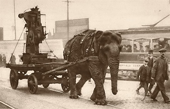 Sloni za světové války pomáhali tvrdou prací válečnému hospodářství -  iDNES.cz