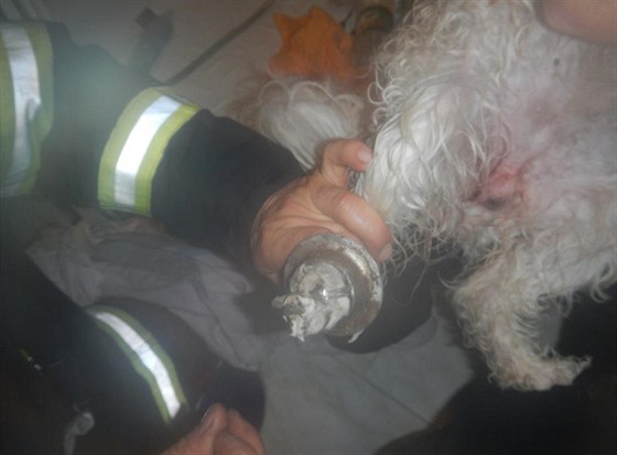 Pes uvázl v odtoku. Pomáhali mu hasii.